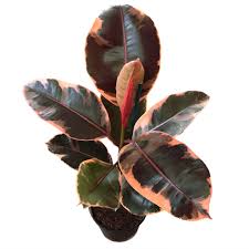Ficus Ruby 8" CF