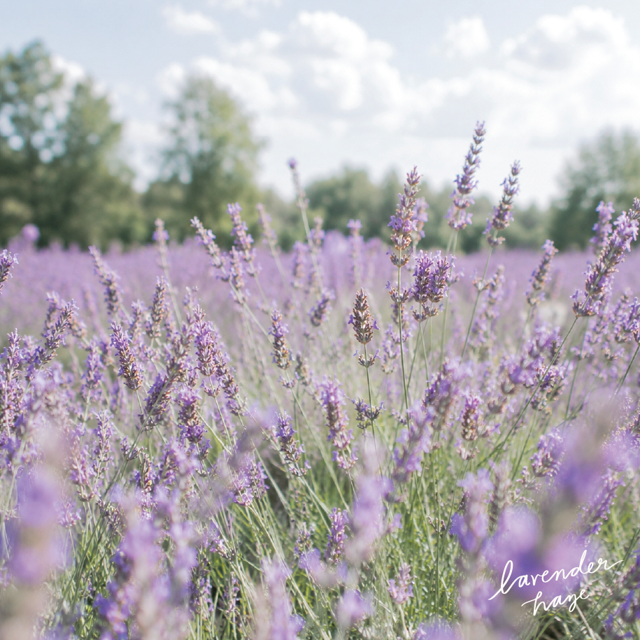 Lavender Haze | Lavender + Bergamot