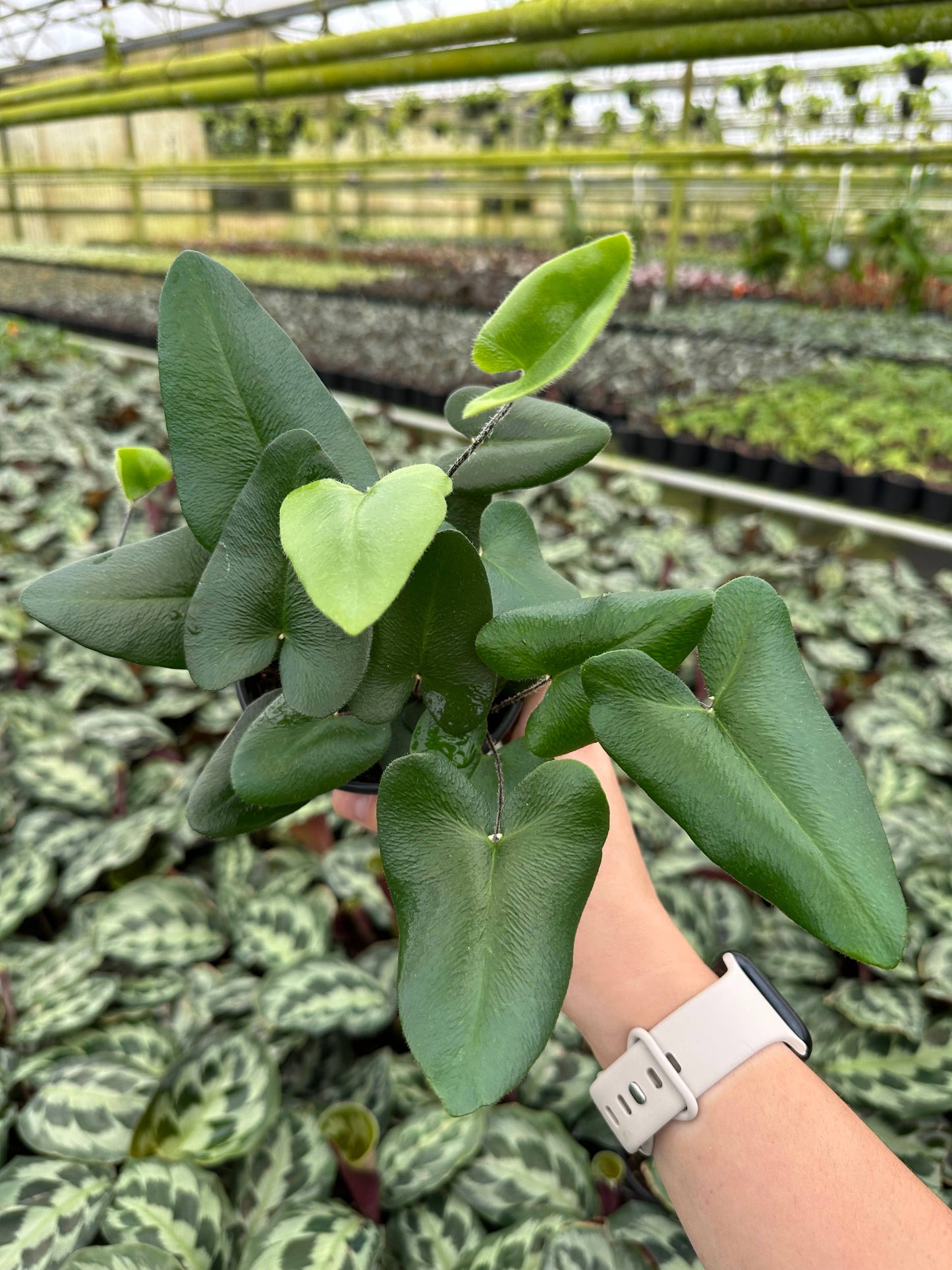 FERN Heart Live Plant 4in