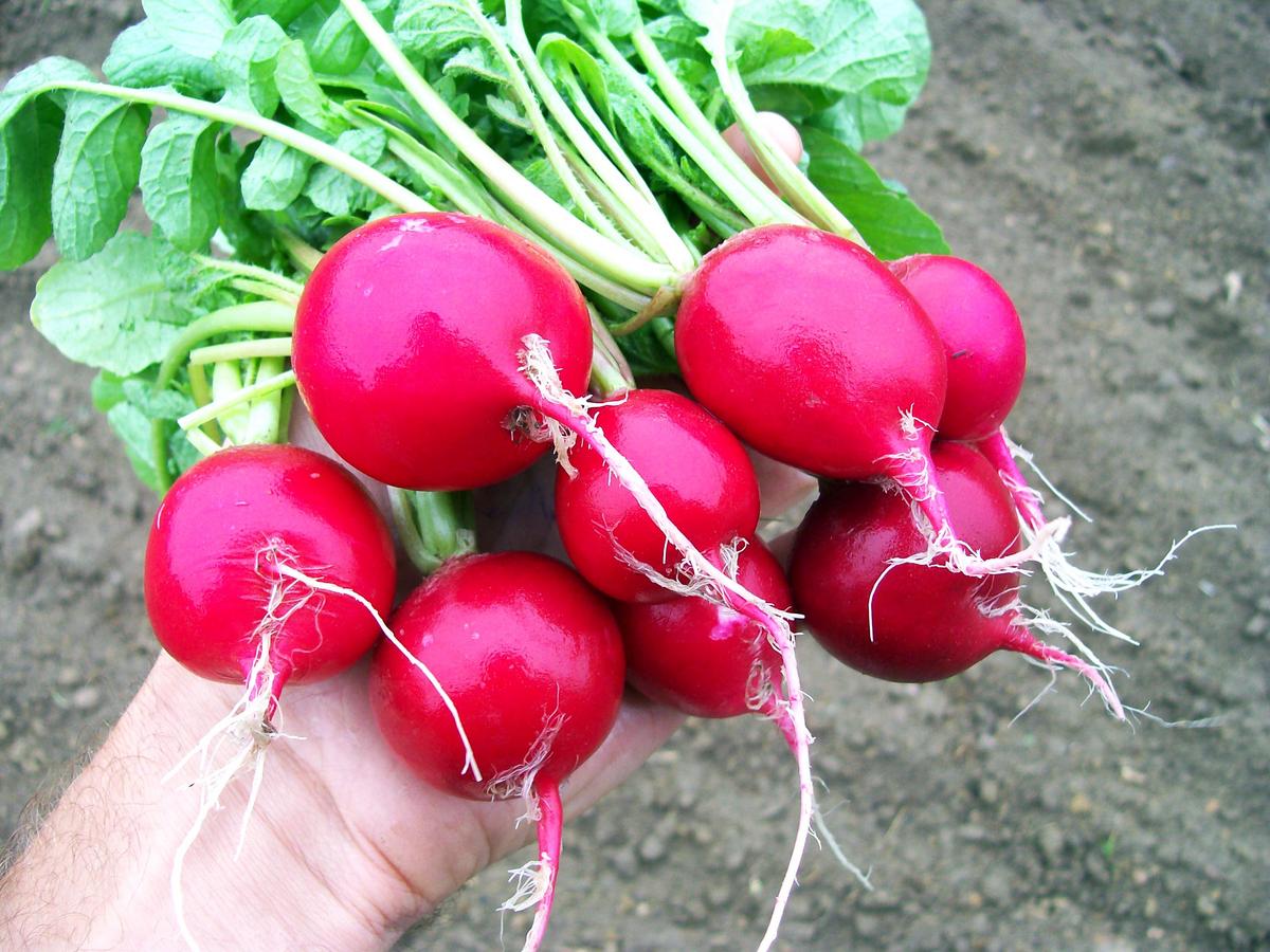 Cherry Belle Radish